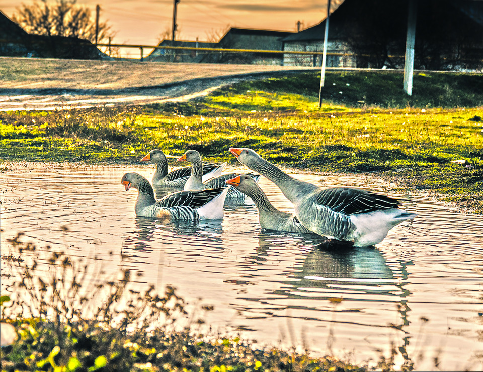 Gooses in the village