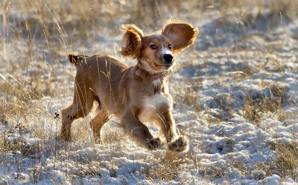 Little puppy plays