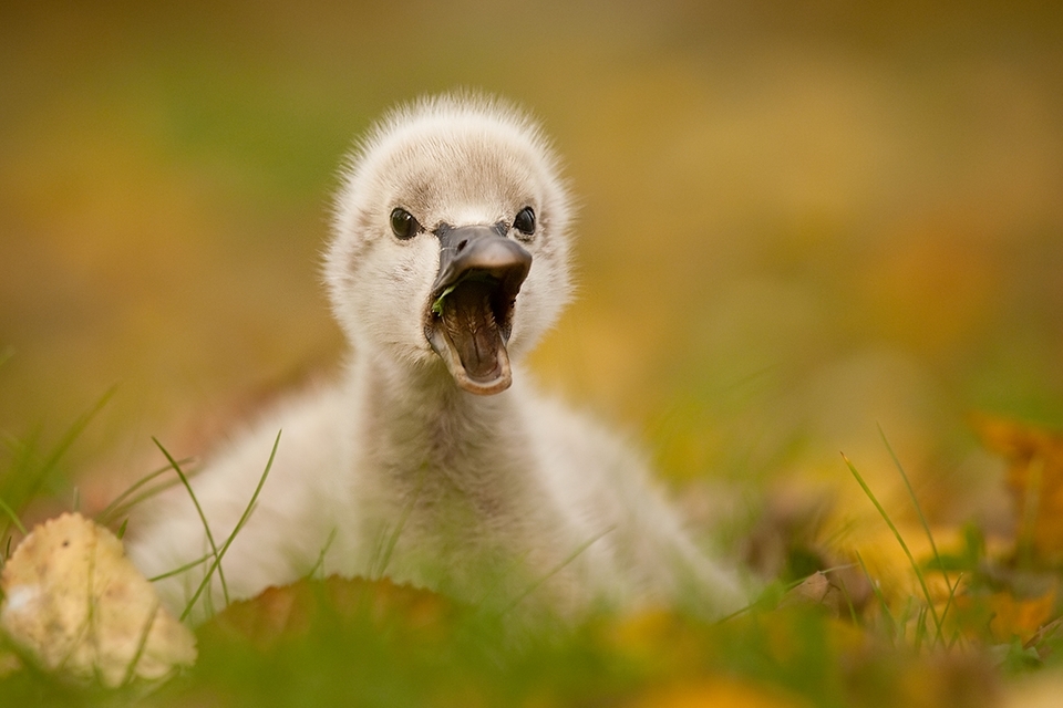 Newborn duckling