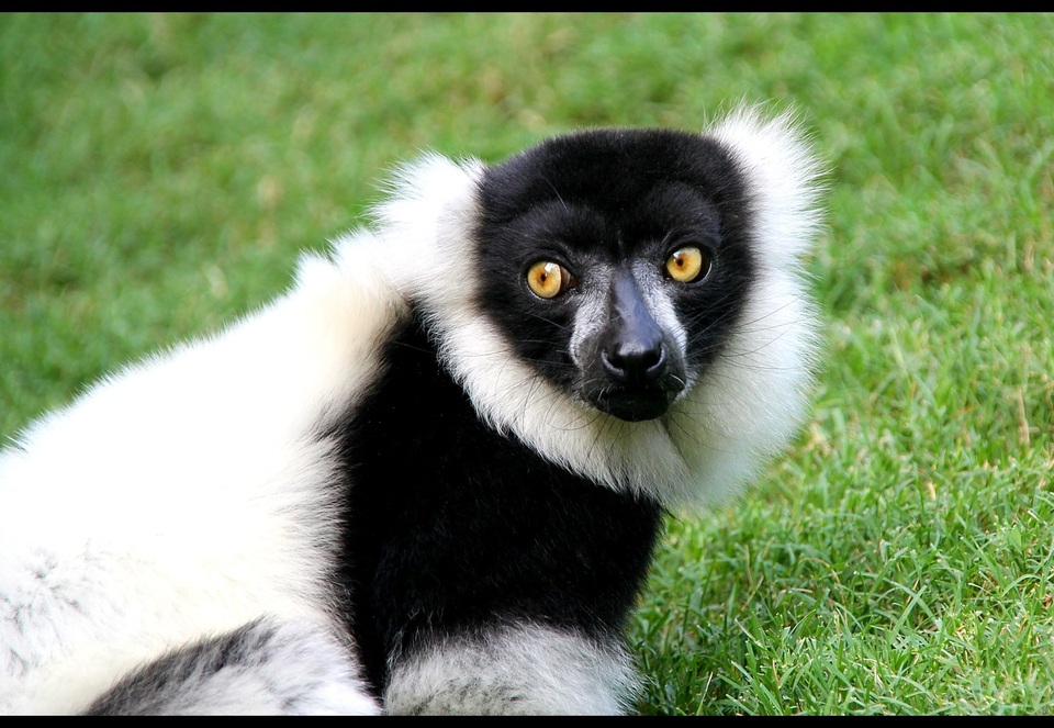 Black & white monkey Black & white monkey