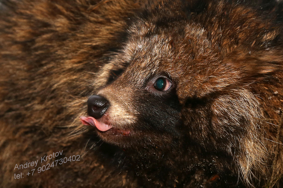 Bear with tongue