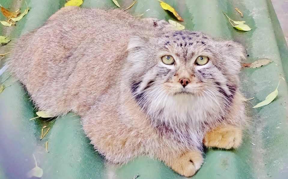 Cute manul