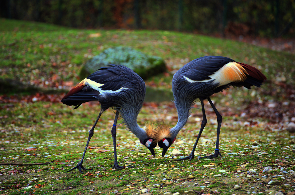 Two grey crowned cranes ,zoo in Munich