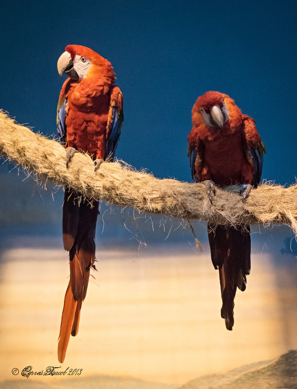 Cute orange parrot