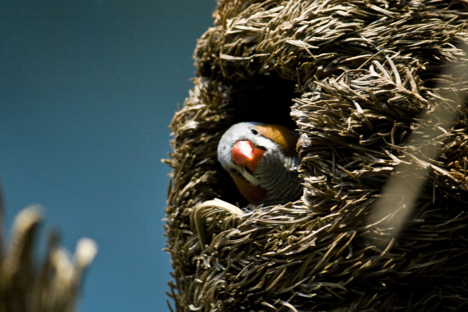 Little bird in its nest