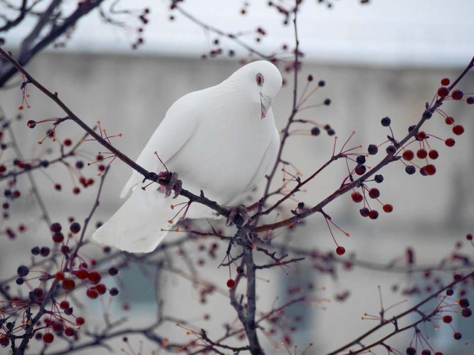 White pigeon