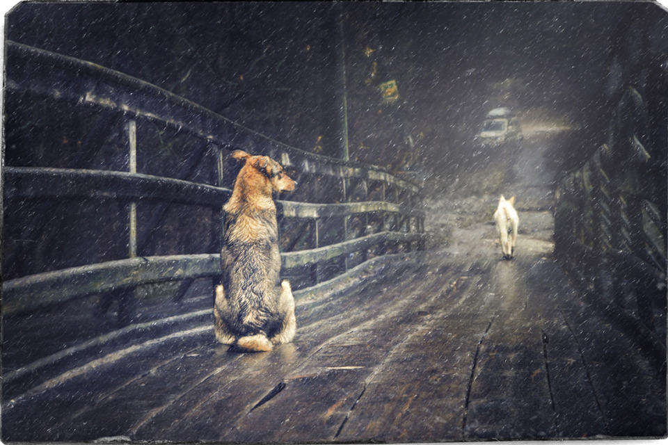 Two dogs, winter parting