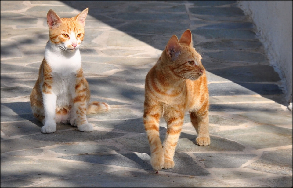 Two cute sunny cats