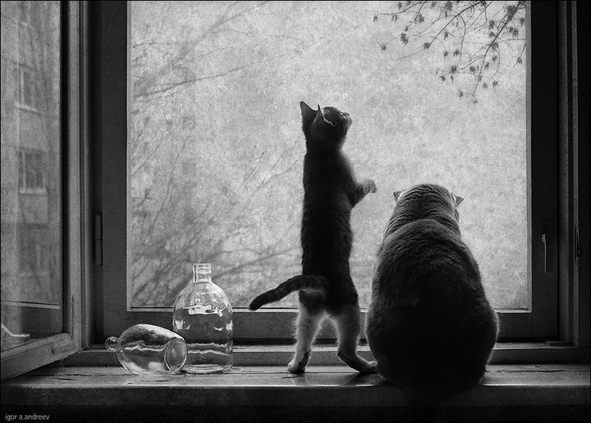 Two friends looking through the glass