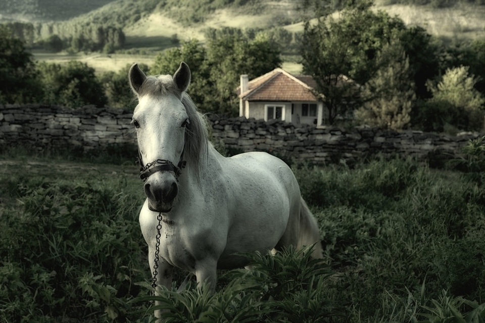 White horse poses