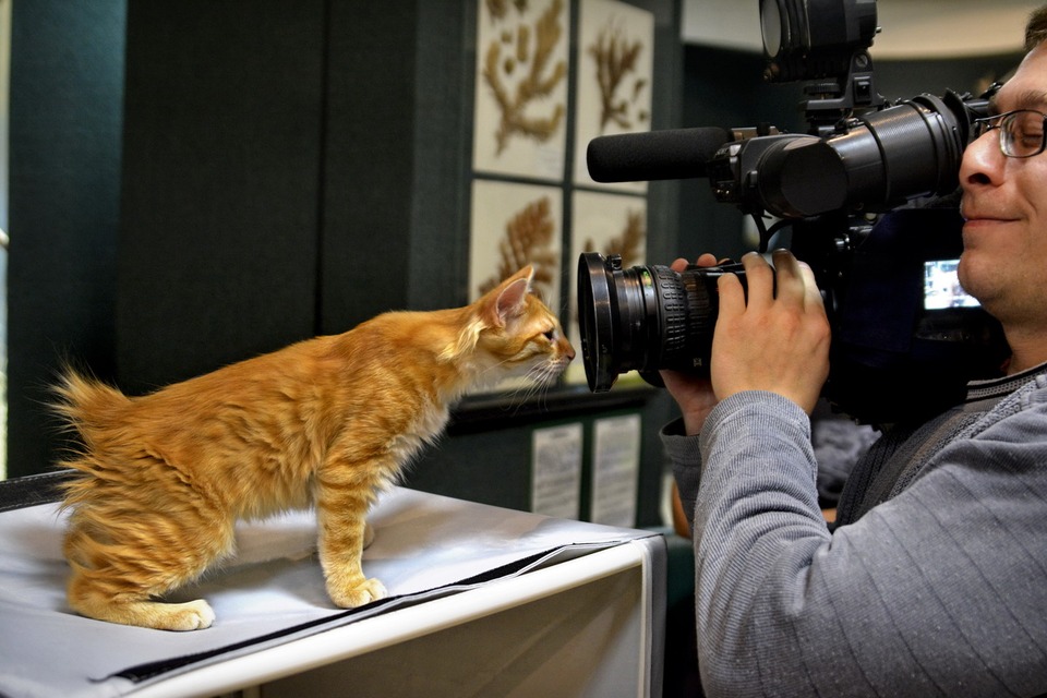 Shooting of the curious red cat