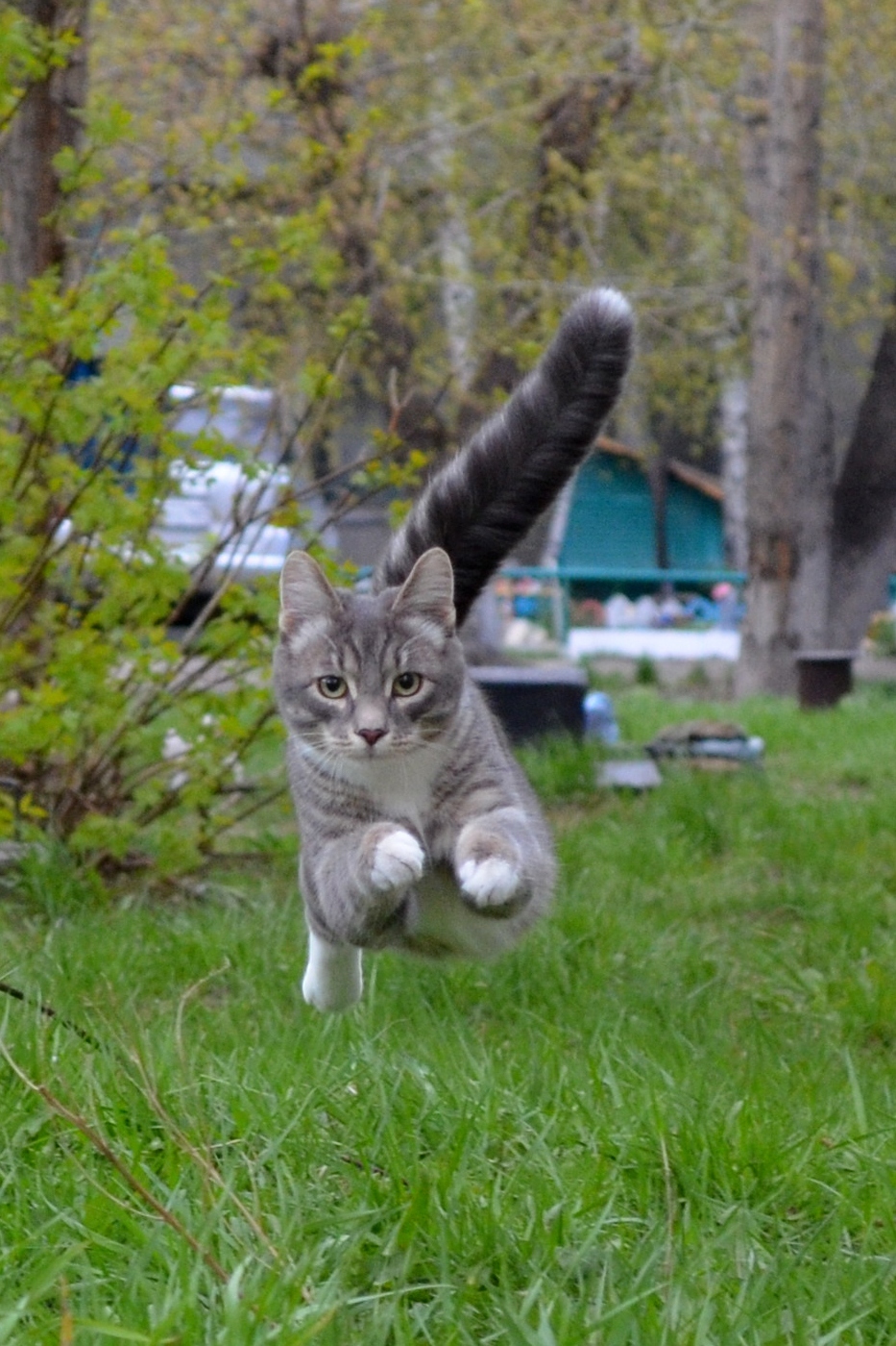 Running cat