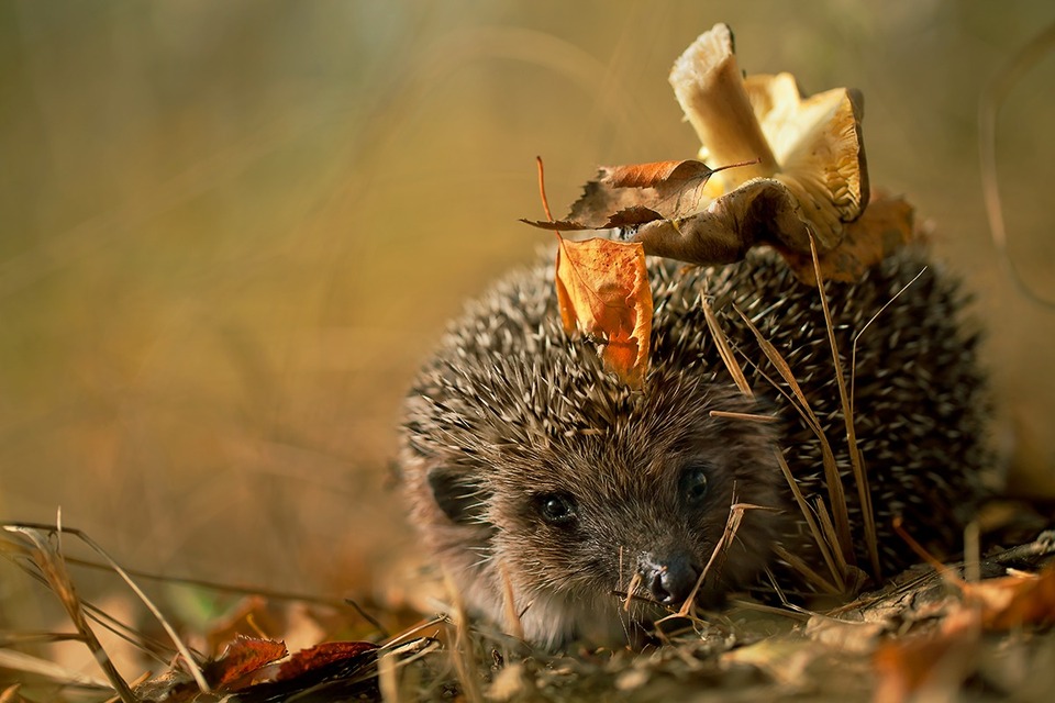 Little hedgehog carrying a mushroom