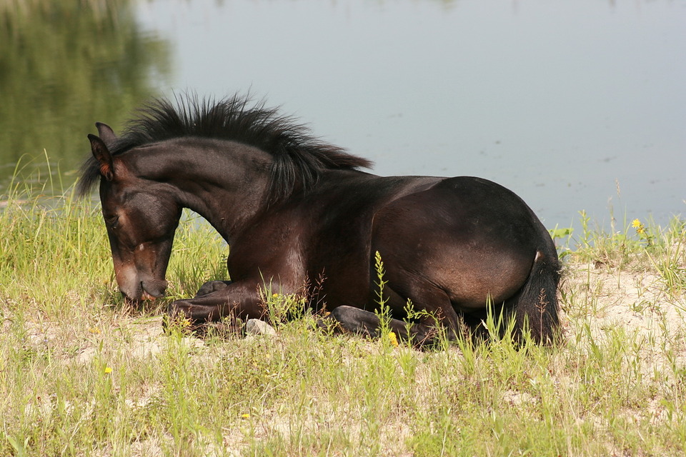 Brown colt on the coast