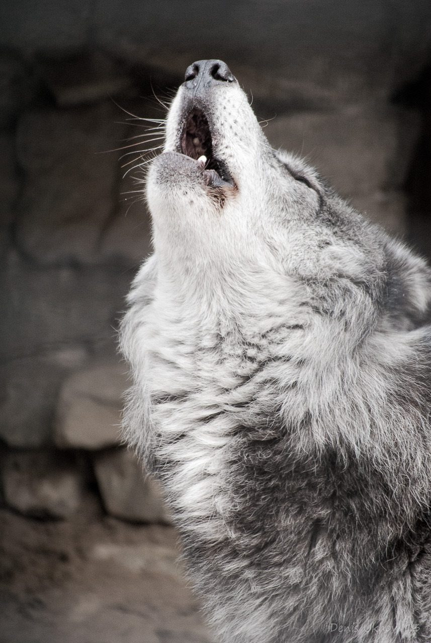 Howl of the grey wolf