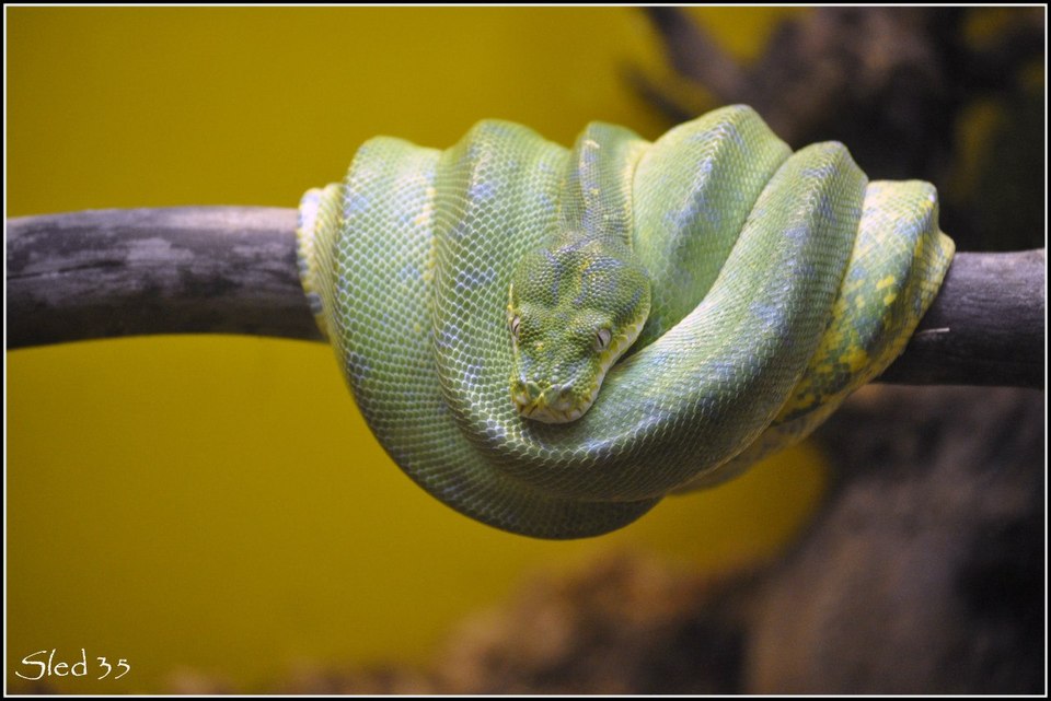 Snake sleeping on a branch