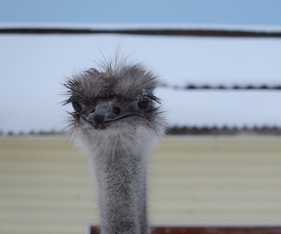 Ostrich smiles