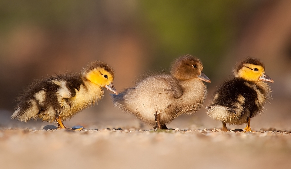 Ducklings walk in single file