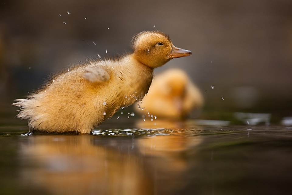 Little duckling flitters in water