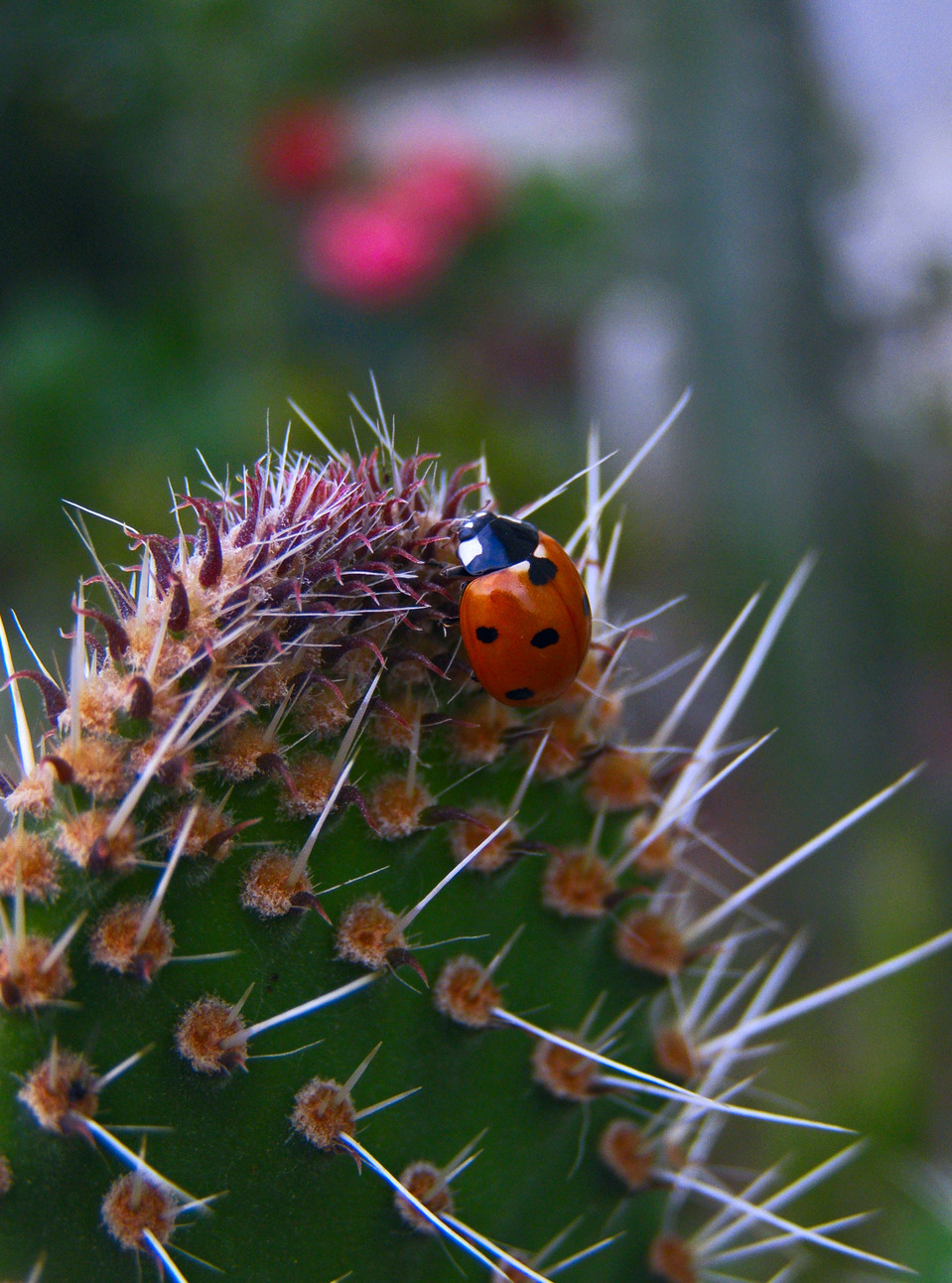 Ladybird eating cactus