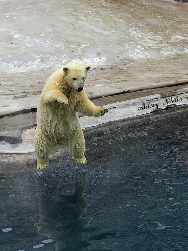 Polar bear dives