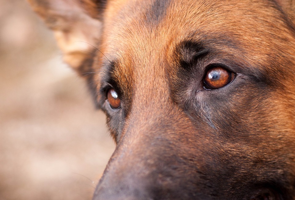 Faithful eyes of the sheepdog