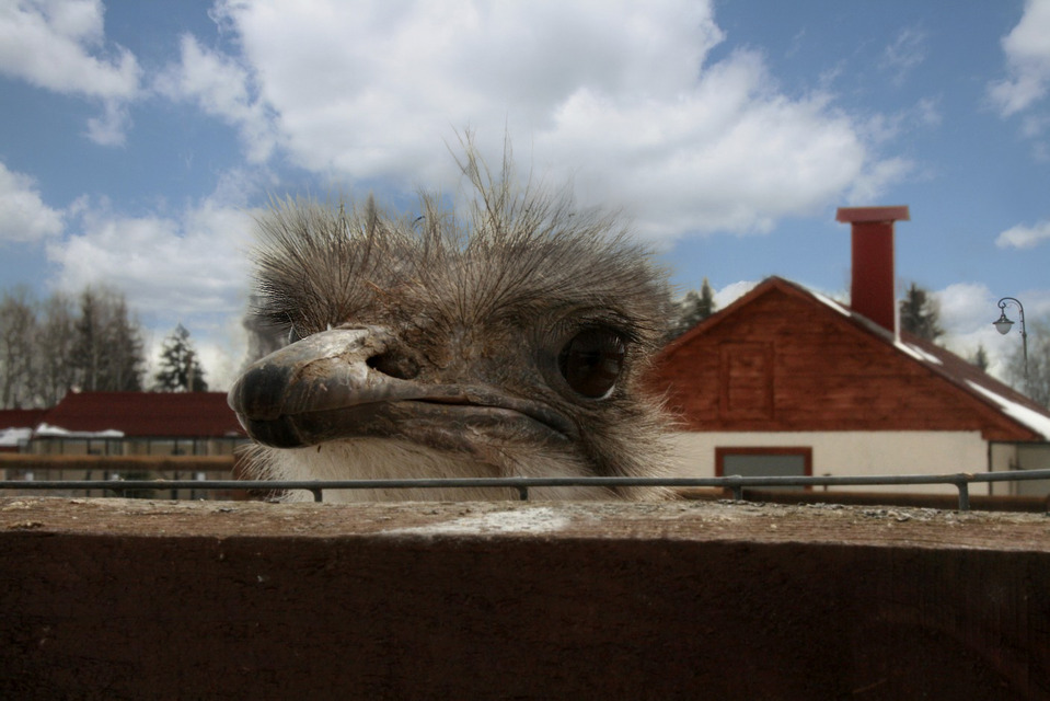 Cute ostrich beyond the fence