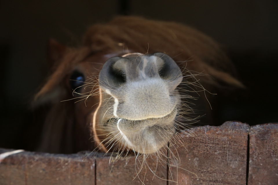 Cute brown horse