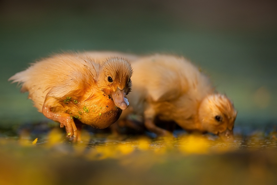 Wet ducklings