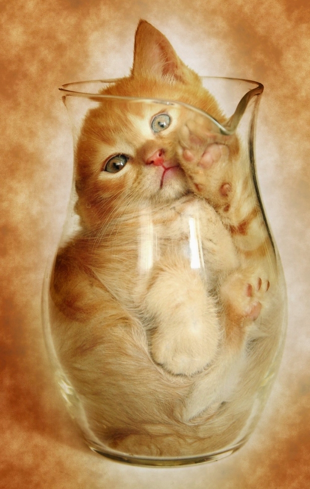 Cat in the vase