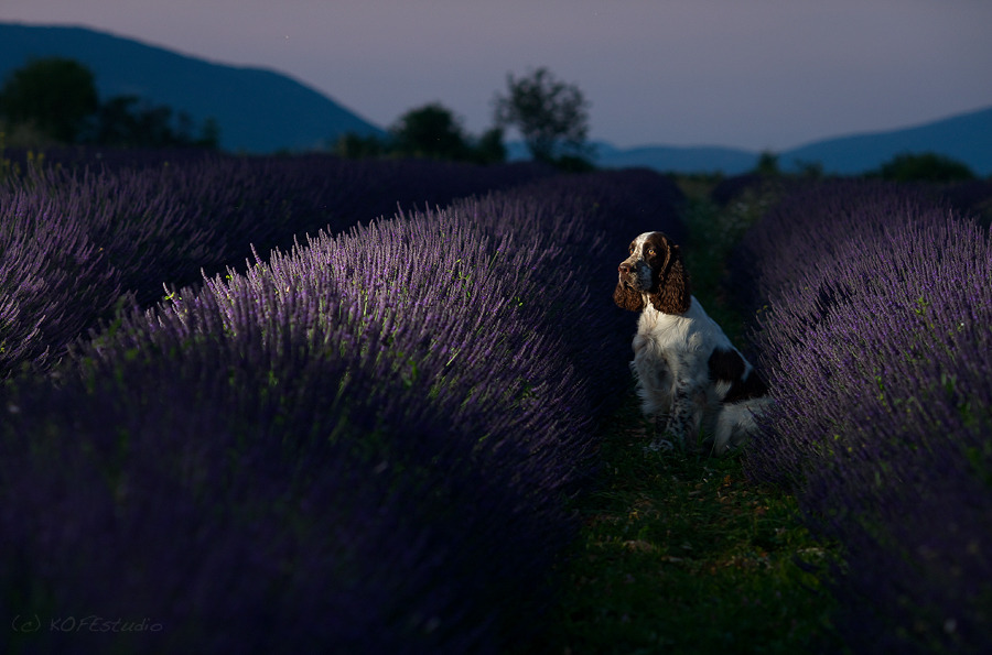English Cocker Spaniel in the lavender field