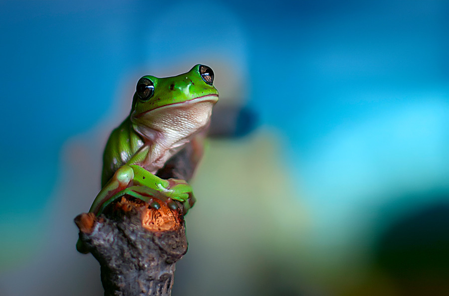 Green frog sitting on a branch