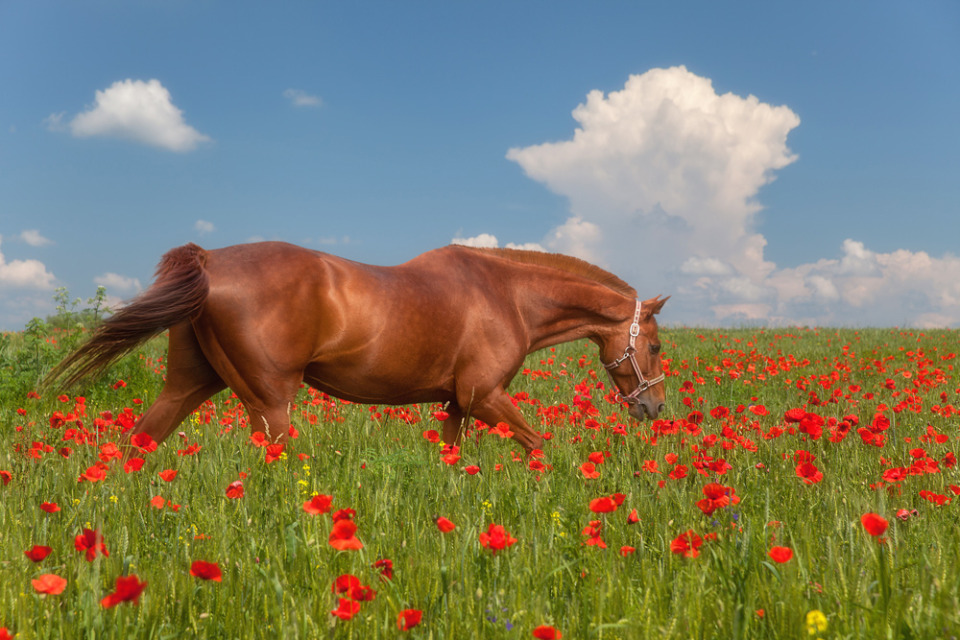 Beautiful horse in the poppy field 