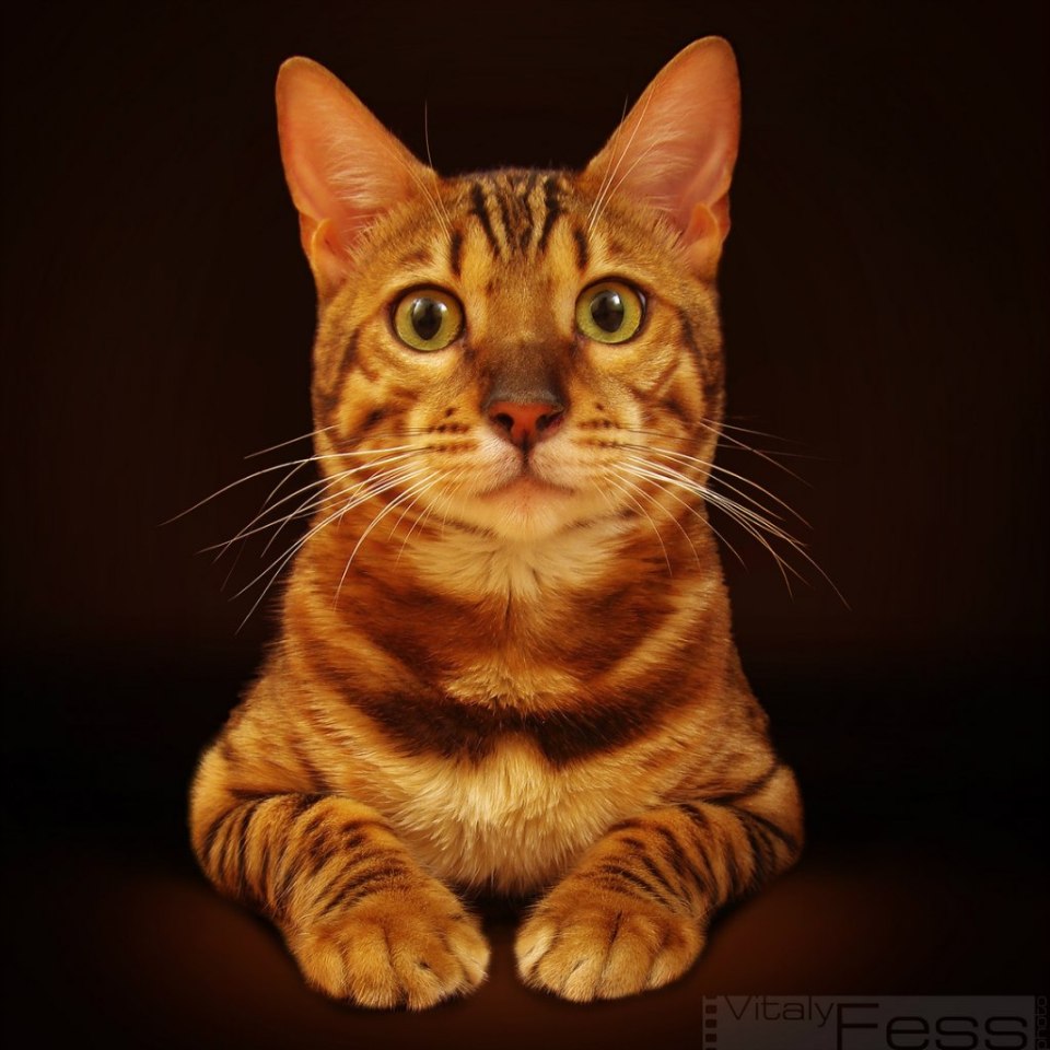 Portrait of a cute striped cat