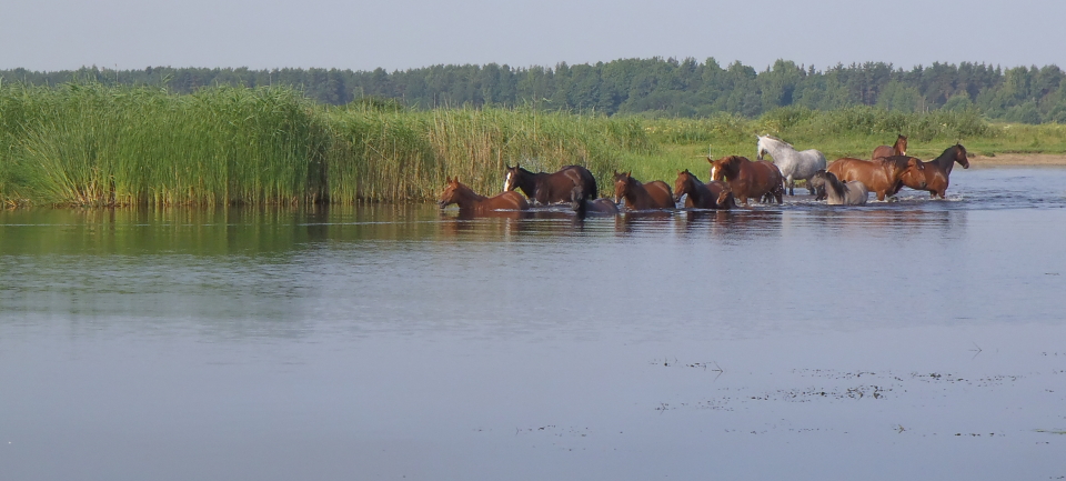 In the river