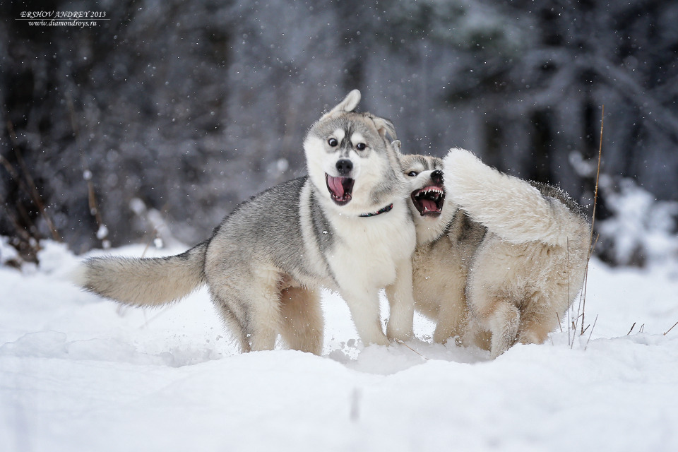 Winter games of the dogs