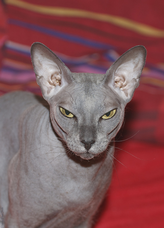 Menacing look of Sphynx 