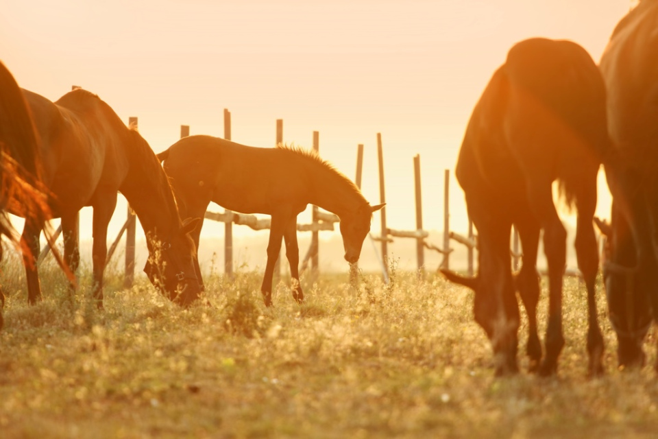 Horses on the pasture