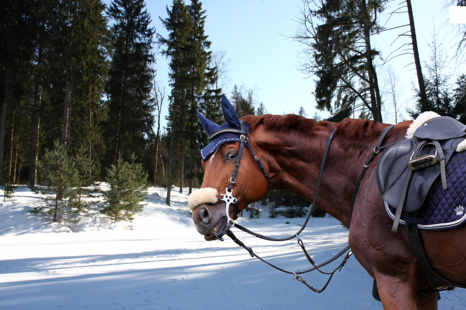 Winter horse riding