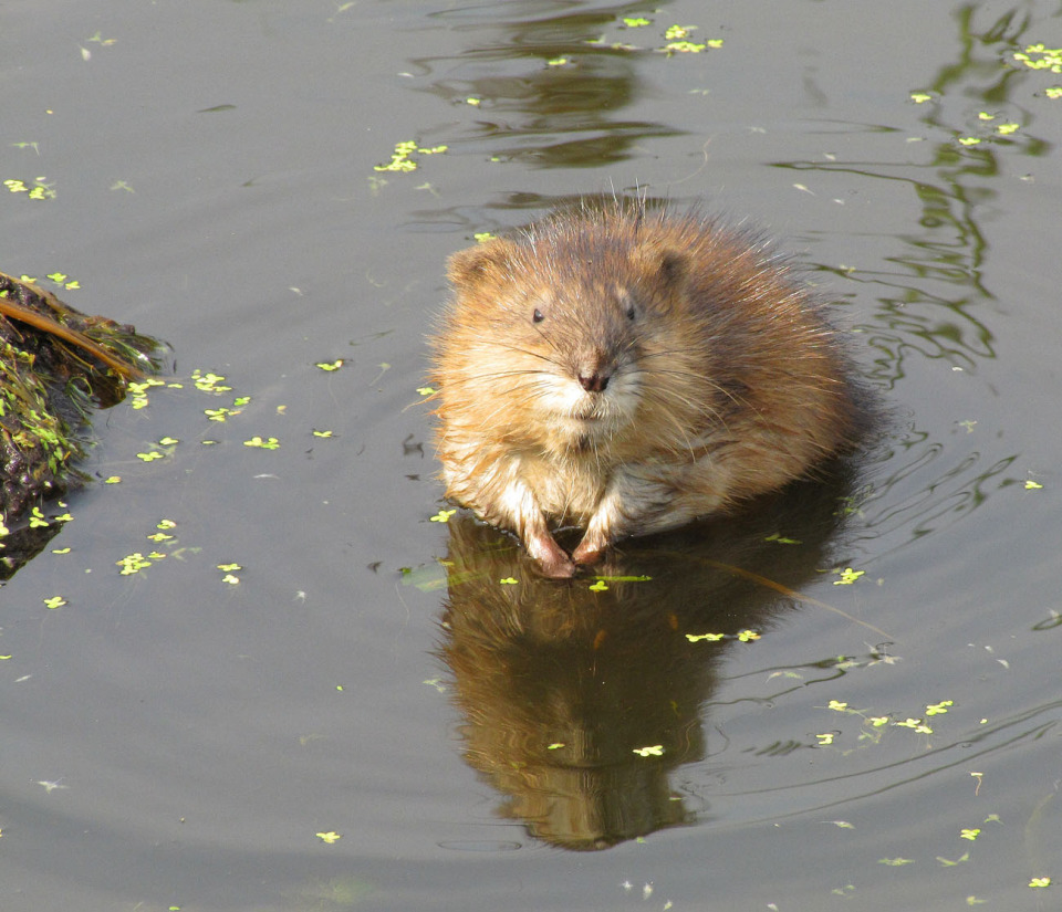 Beaver-rat