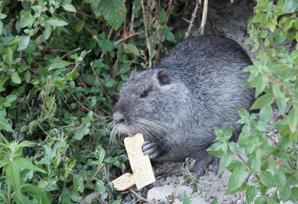 Nutria