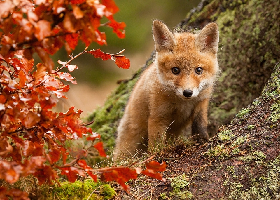 Little fox in the wild