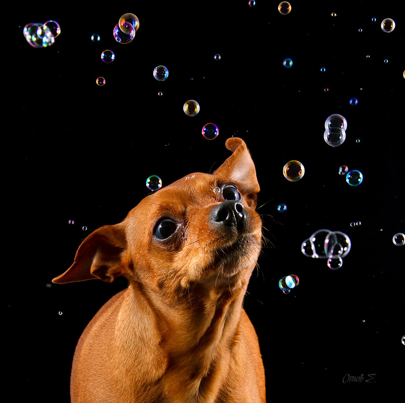Dog and bubbles