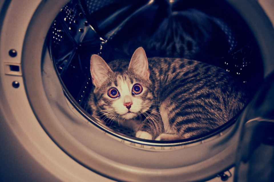 Cute cat in the washing machine