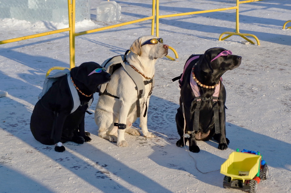 Three dogs in the glasses