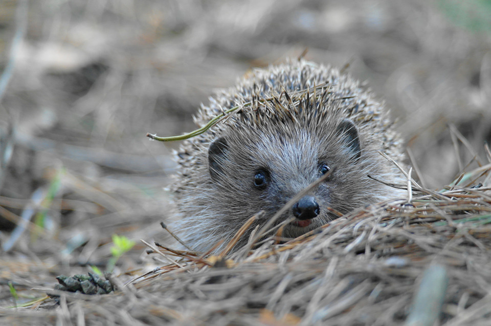 Cheerful hedgehog