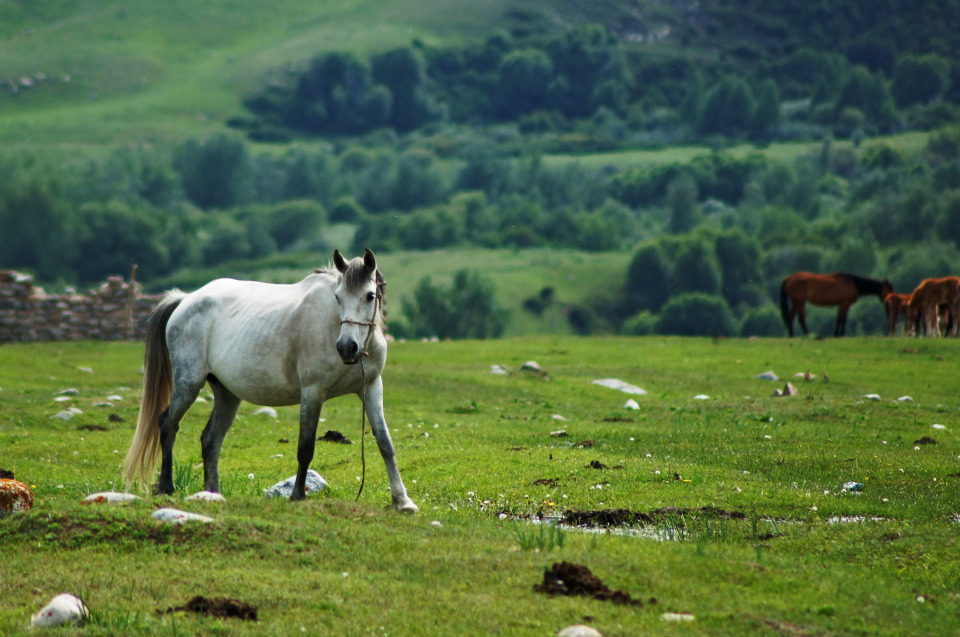 White horse