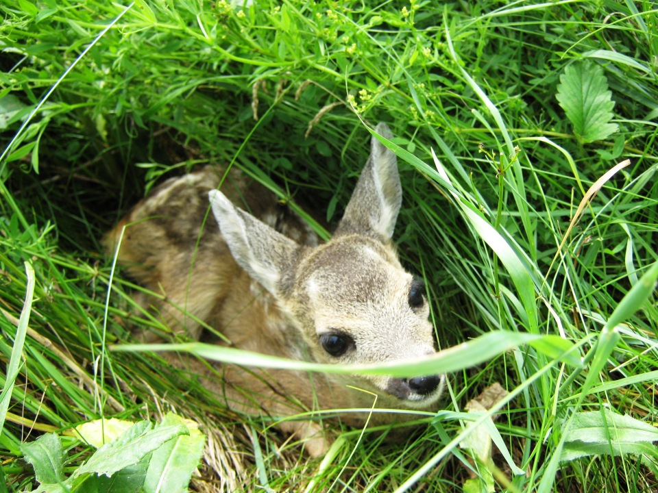 Cute little roedeer in tallgrass