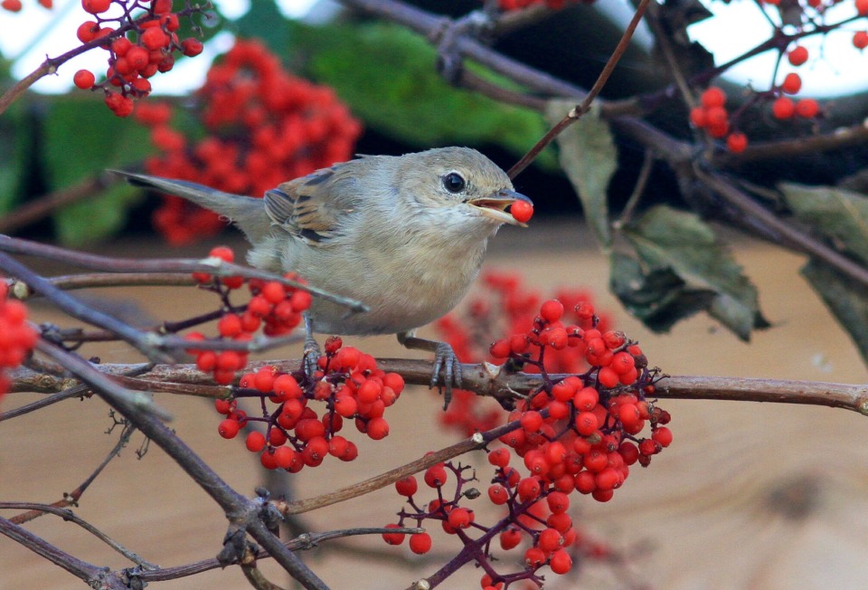 Bird eating ashberry