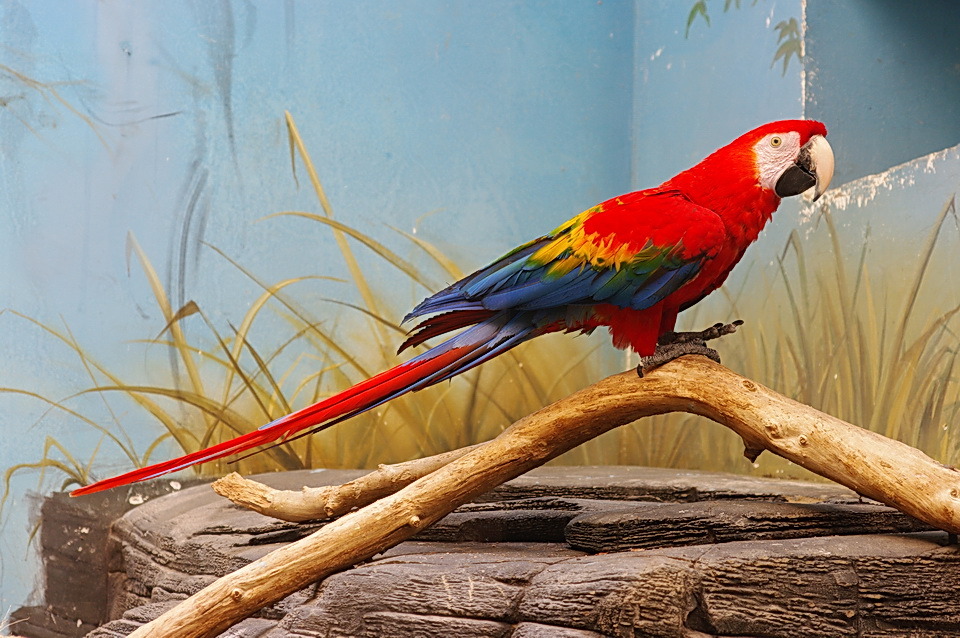 Parrot in the zoo